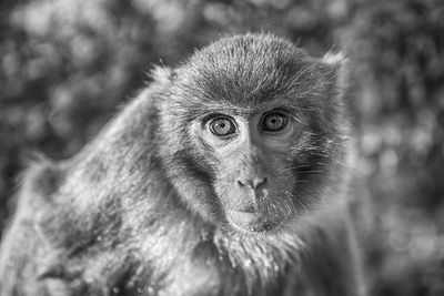 Close-up portrait of monkey