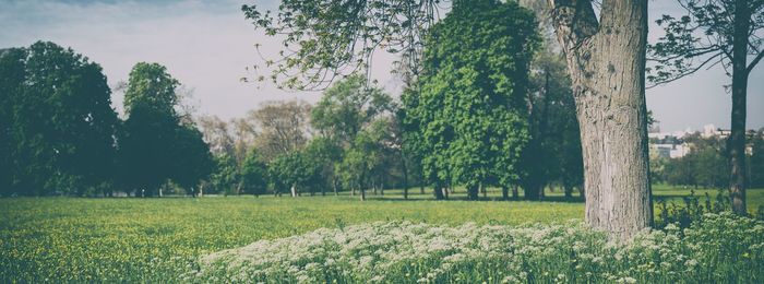 Trees growing on field