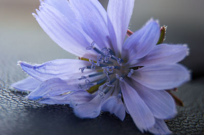 Close-up of purple flower