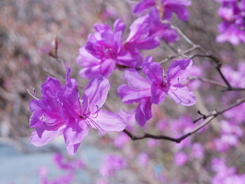 Close-up of pink cherry blossoms