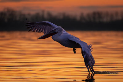 Bird flying over lake