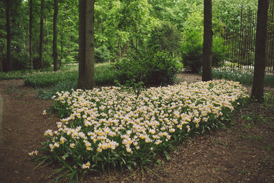 View of flowering plants in park
