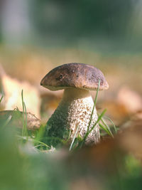 Close-up of mushroom growing on field