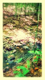 Scenic view of forest