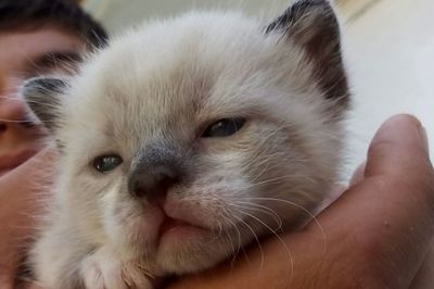 Close-up portrait of kitten