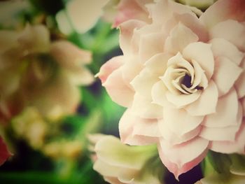 Close-up of rose blooming outdoors
