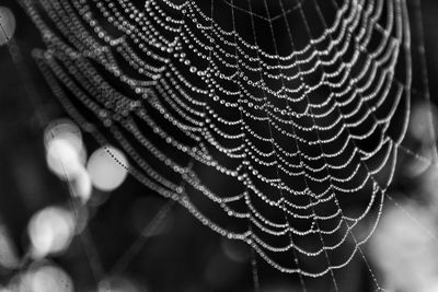 Close-up of wet spider web