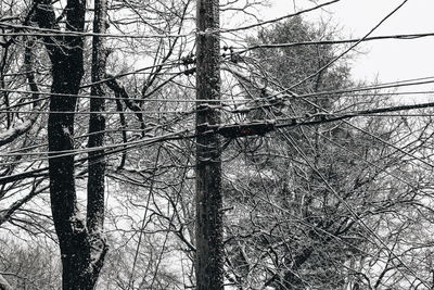 Low angle view of bare trees