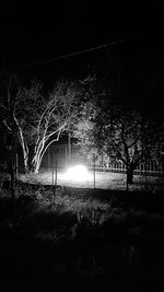 Bare trees on field at night