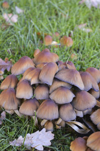 Close-up of mushroom growing on field