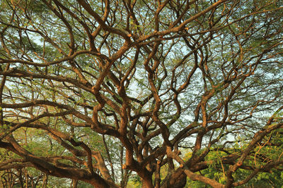 Low angle view of tree against sky