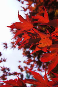 Close-up of red maple leaves on tree