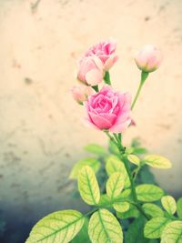 Close-up of pink flowers blooming outdoors