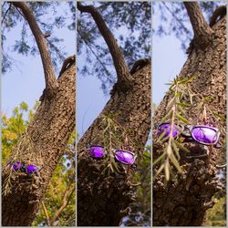 Low angle view of flowers hanging on tree against sky