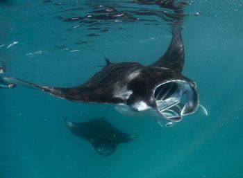 Fish swimming in sea