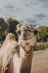 Close-up of a camel in natural habitat zoo