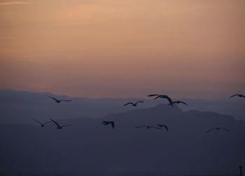 Low angle view of birds flying in sky