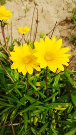 Close-up of yellow flowers blooming outdoors