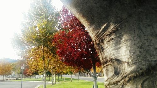 Trees against sky