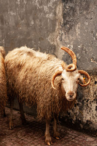 Four-horned sheep in xian market, china. horns very curly. one looks like a unicorn.