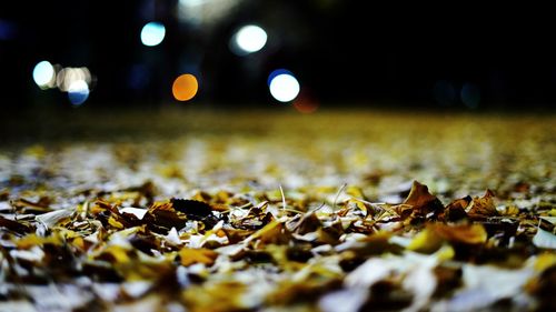 Close-up of autumn leaves on road