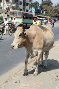 Cow resting on a busy street in kolkata, west bengal, india