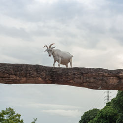 Low angle view of giraffe on tree against sky