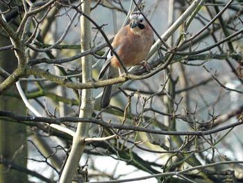 Bird perching on branch