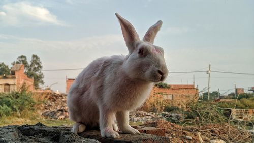 Close-up of a rabbit on field