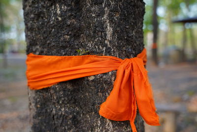 Close-up of orange leaf hanging on tree trunk