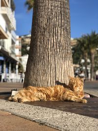 Cat lying in a city