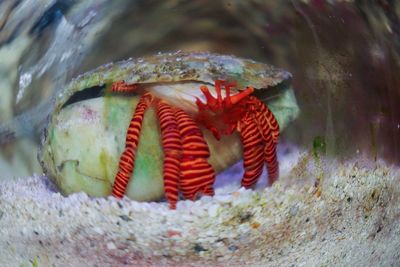 Close-up of fish in sea