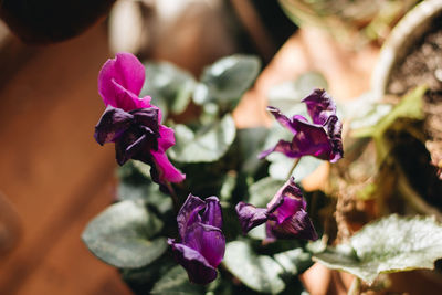 Close-up of pink flowering plant