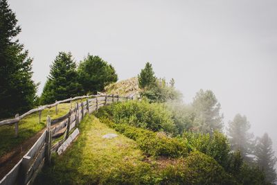 Panoramic shot of road amidst trees against clear sky