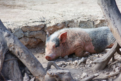 High angle view of pig sleeping