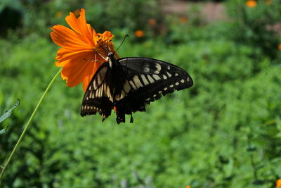 Close-up of butterfly pollinating on flower