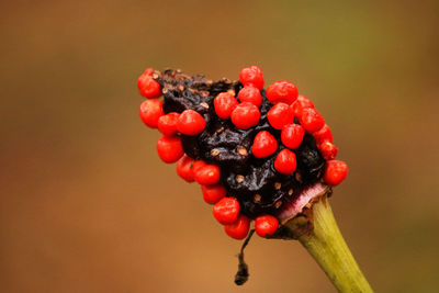 Close-up of red berries on branch