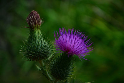 Close-up of purple flower