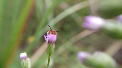 Close-up of insect on pink flower
