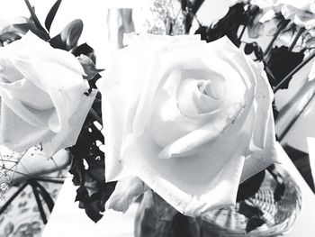 Close-up of flower blooming outdoors