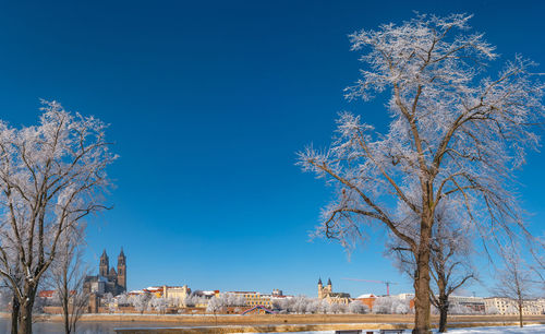 Bare tree and buildings against blue sky