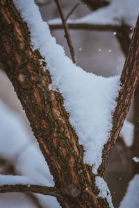 Close-up of frozen tree trunk during winter
