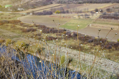 Thickets of dry grass on blurred background of river and agricultural fields. autumn landscape.