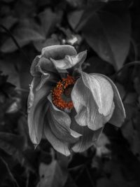 Close-up of poppy blooming outdoors