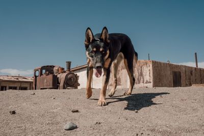 Portrait of dog on street against clear sky