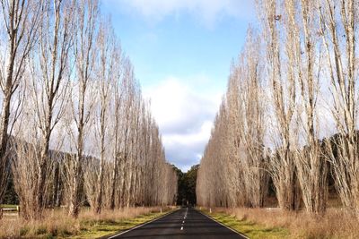 Road amidst trees against sky