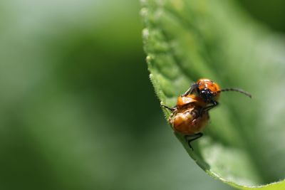 Close-up of insect on leaf