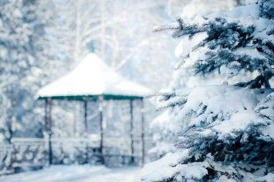 Snow covered trees