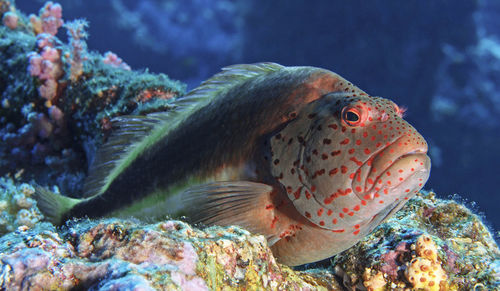 Close-up of fish swimming in sea