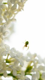 Close-up of white flower